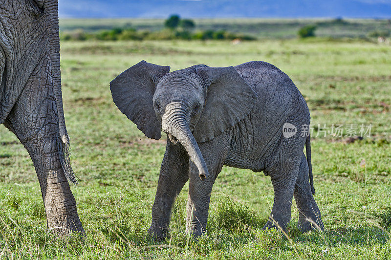 非洲丛林象(Loxodonta africana)，也被称为非洲草原象。母鲸和幼鲸。肯尼亚马赛马拉国家保护区。